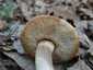 Barna érdestinóru (Leccinum scabrum), Budai-hegység